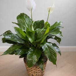 Pure Grace Peace Lily