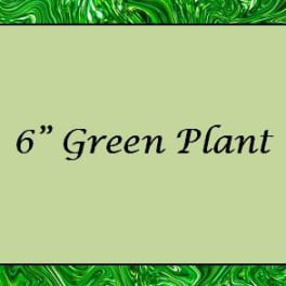 Text reading "6" Green Plant" on a green patterned background