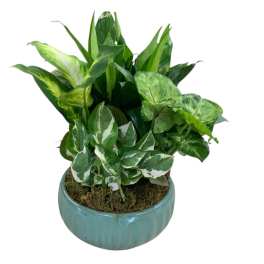 Potted green foliage arrangement in a blue ceramic planter