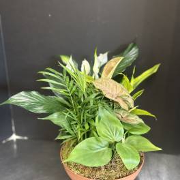 Mixed potted houseplants in a shallow terracotta bowl
