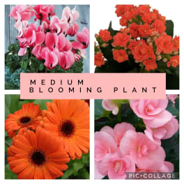 Collage of blooming potted flowers in pink, orange, and coral.