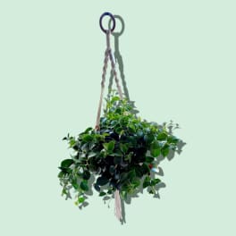 Lipstick Plant in Macrame Hanger