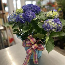 Potted blue and green hydrangea plant in a light blue container with a colorful plaid bow.