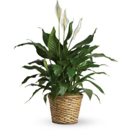 Potted peace lily with white blooms in a woven basket