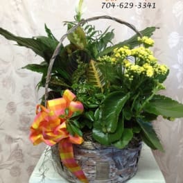 Basket of green plants with yellow flowers and a plaid ribbon