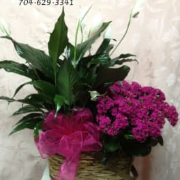 Pink flowering plant in a wicker basket with a magenta ribbon