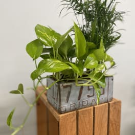 Potted green houseplants in a metal container on a wooden stand