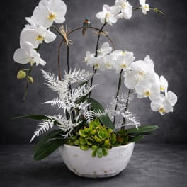 Elegant Style Orchids