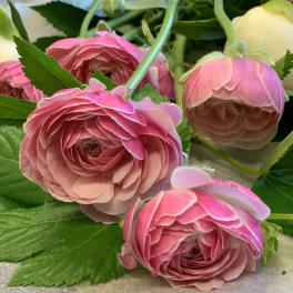 Pink ranunculus blooms with green leaves in a close-up arrangement