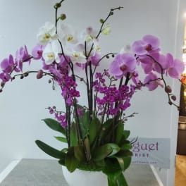 White and purple orchids arranged in a white pot