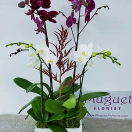 Potted orchid arrangement with white and purple blooms in a white planter