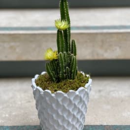 Potted cactus arrangement with small yellow blooms in a white textured planter