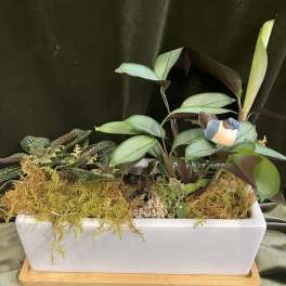 White Container Planter