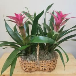 Basket planter with two pink bromeliads and broad green leaves