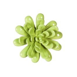 Green succulent rosette on a white background