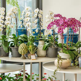 Potted orchids arranged on tables in a bright room