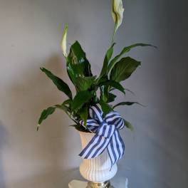 Peace lily plant with white blooms in a white pedestal vase with a blue striped bow