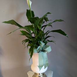 Tall peace lily plant with one white bloom in a white and gold urn with green ribbon bow