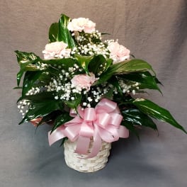 Pink carnations and baby's breath in a white basket with a pink ribbon