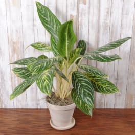 Variegated green houseplant in a white pot with saucer on a wooden surface
