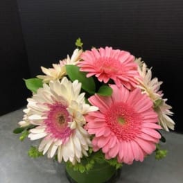 Pink and white gerbera daisies arranged in a low glass vase