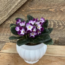 Purple and white African violet in a white ceramic pot