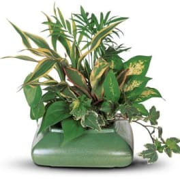 Mixed green houseplants arranged in a square green planter