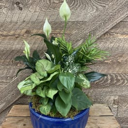 Potted green plant arrangement with white peace lily blooms in a blue ceramic pot