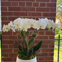 White orchids arranged in a white pot against a brick wall.