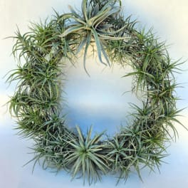 Air plant wreath with spiky green succulents on a pale background