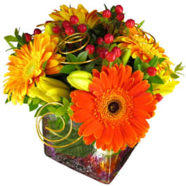 Orange and yellow gerbera daisies in a glass vase with red berries