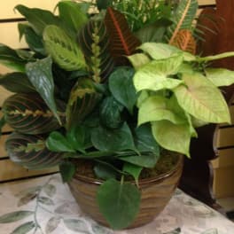 Mixed green houseplant arrangement in a ceramic pot