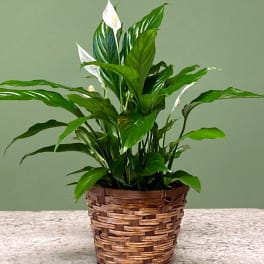 Small Peace Lily w/ Natural Basket
