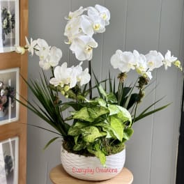 White orchids arranged in a white bowl planter with green foliage.