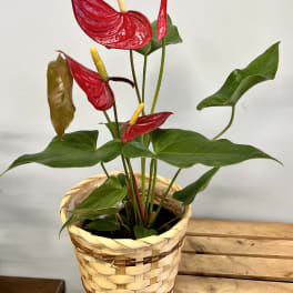 Potted anthurium plant with red blooms in a woven basket
