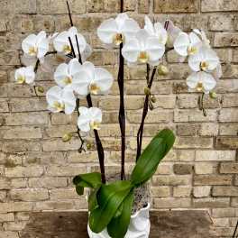 White orchids in a white ceramic pot with broad green leaves