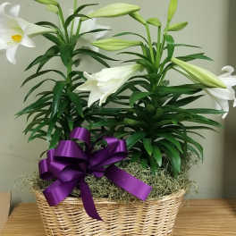 Double Easter Lily in Basket