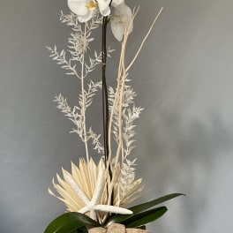White orchid arrangement in a white pot with a burlap bow