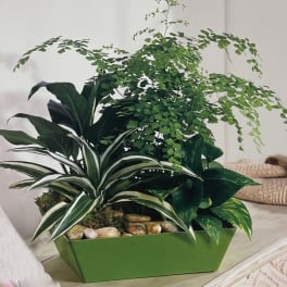 Mixed potted houseplants in a green rectangular planter with decorative stones