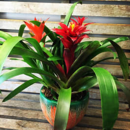 Bromeliad tropical garden (starting Jan 12th)