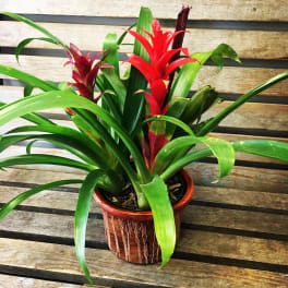 Potted bromeliad plant with red blooms in a decorative ceramic pot