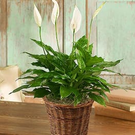 Simply Elegant Peace Lily