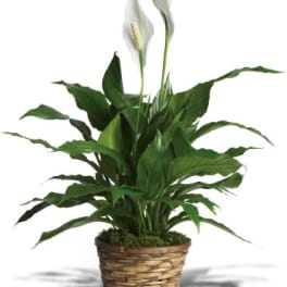 Simply Elegant Spathiphyllum