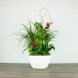 Potted green plant arrangement in a white ceramic planter with red butterfly accents