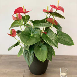 Potted anthurium plant with red blooms in a black container
