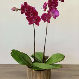 Two magenta orchid stems in a wooden pot on a table