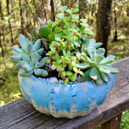 Potted succulent arrangement in a blue ceramic bowl