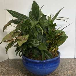 10 inch Dish Garden