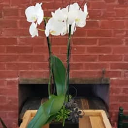 White orchid plant in a black pot with broad green leaves