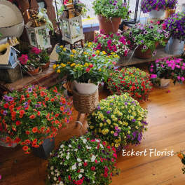 Assorted potted flowering plants in colorful blooms on a wooden floor